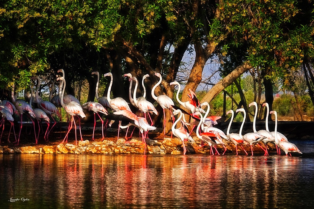 flamingos_2018-07-30-06-26-58_2018-07-30-06-34-17.jpg