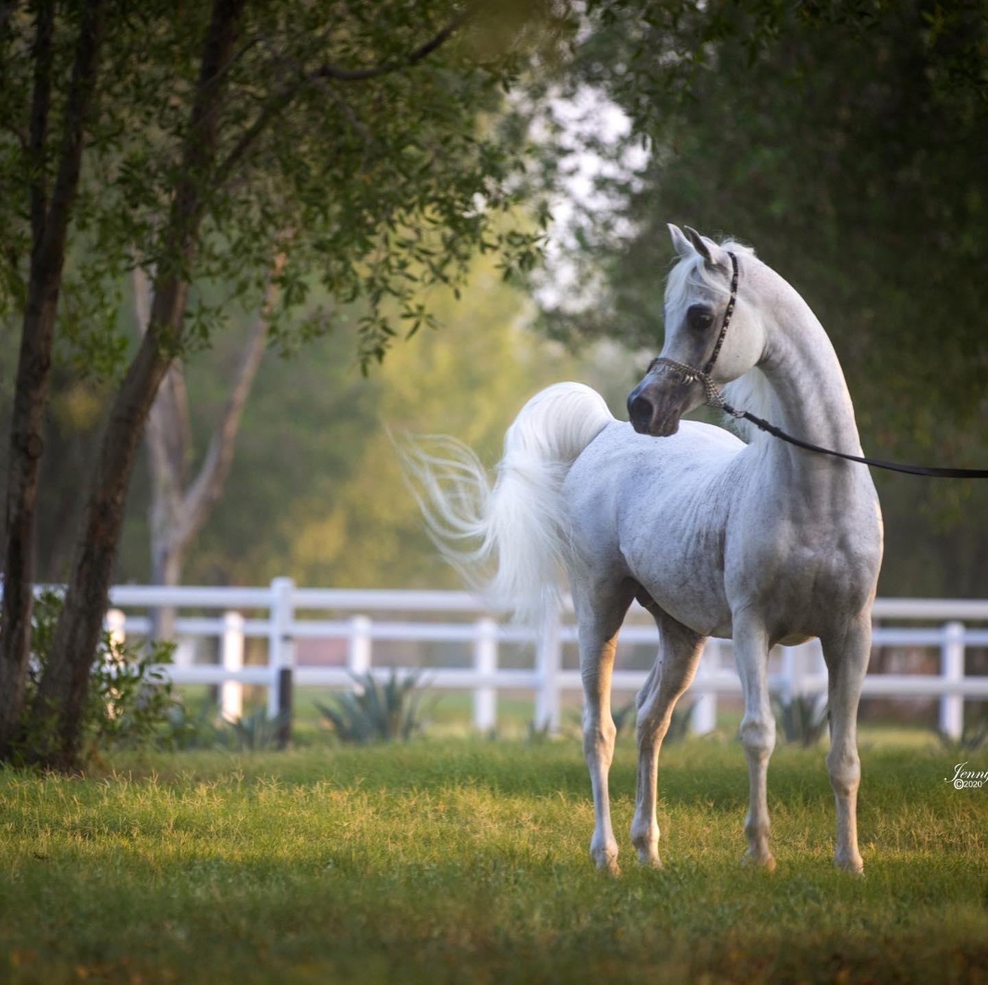 Sinan Al Rayyan (Ansata Sinan x Al Wajba Al Rayyan)