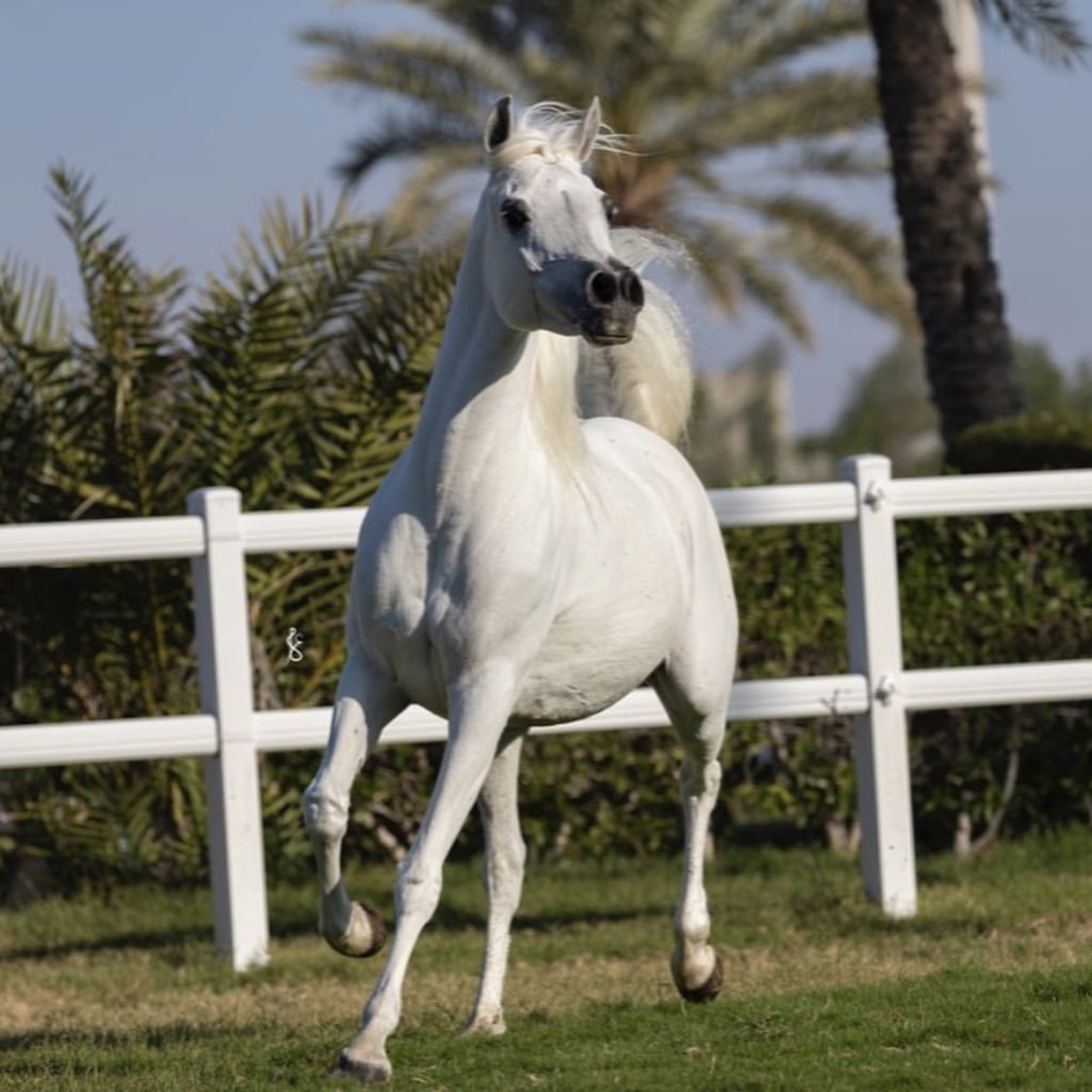 Sara Al Jazira - blog.jpg